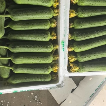 精品肉丝瓜（带鲜花）