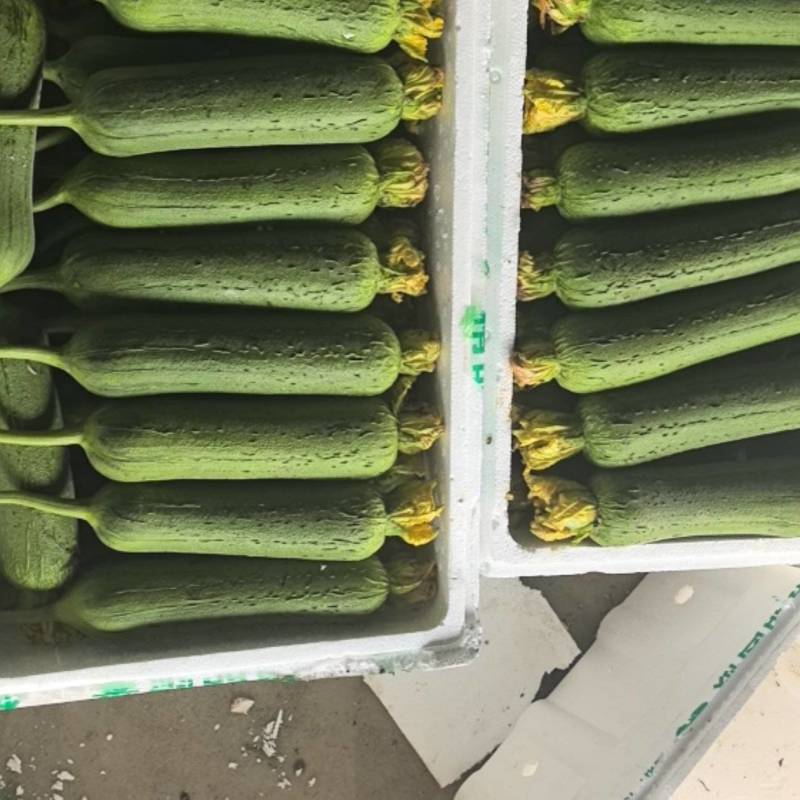 精品肉丝瓜（带鲜花）