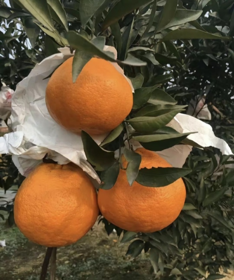 春见耙耙柑