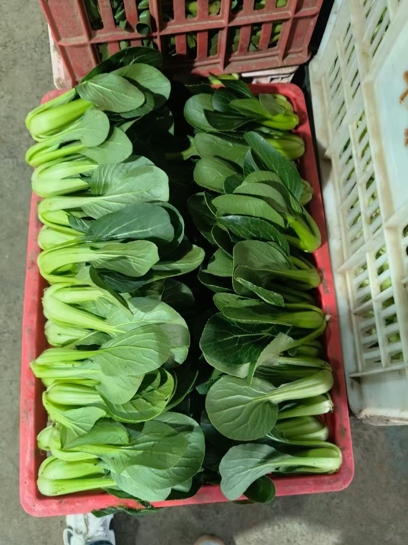 精品油菜，上海青，产地直发，常年供应，价格优惠！