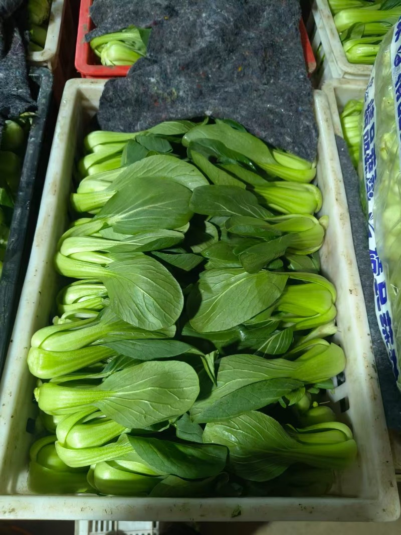 精品油菜，上海青，产地直发，常年供应，价格优惠！