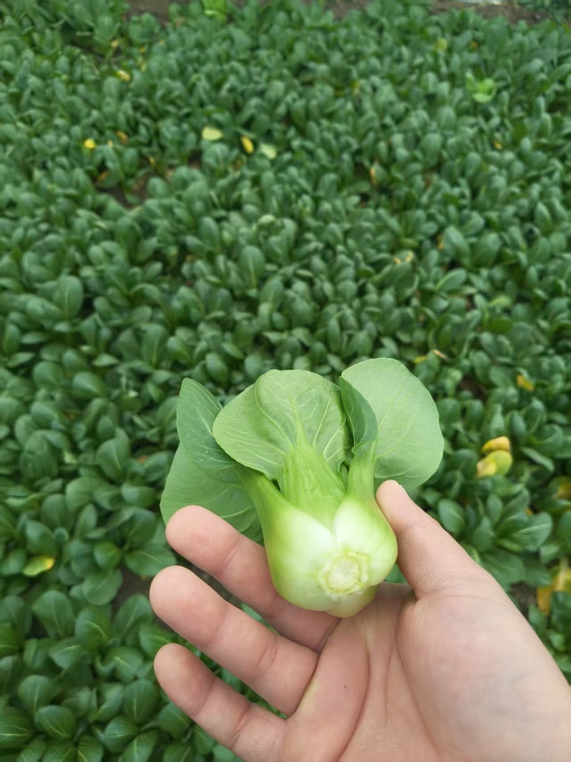 精品油菜，上海青，产地直发，常年供应，价格优惠！