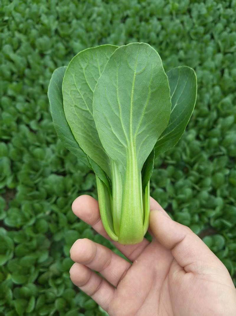 精品油菜，上海青，产地直发，常年供应，价格优惠！