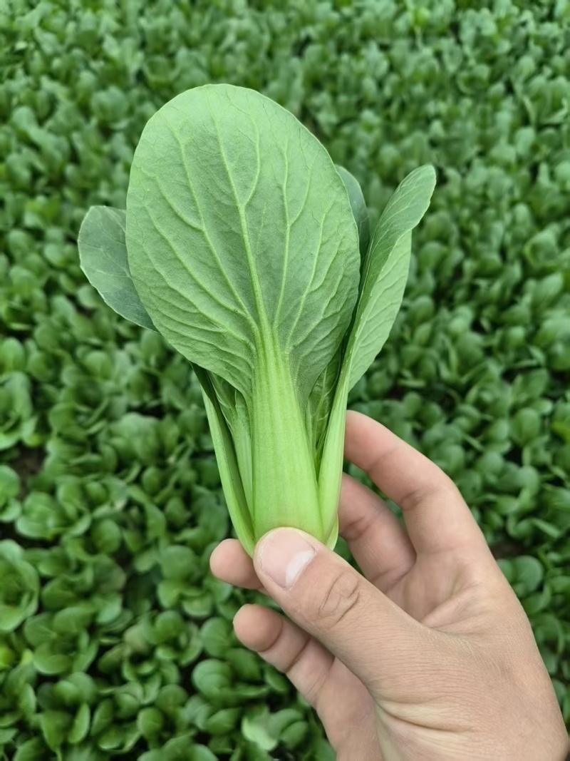 精品油菜，上海青，产地直发，常年供应，价格优惠！