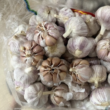 山东紫皮大蒜