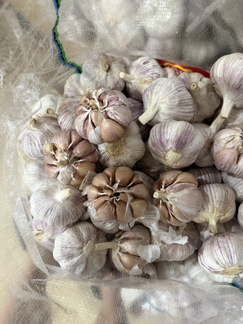 山东紫皮大蒜
