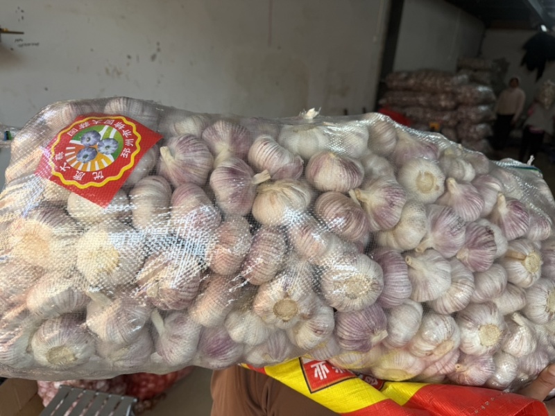 山东紫皮大蒜