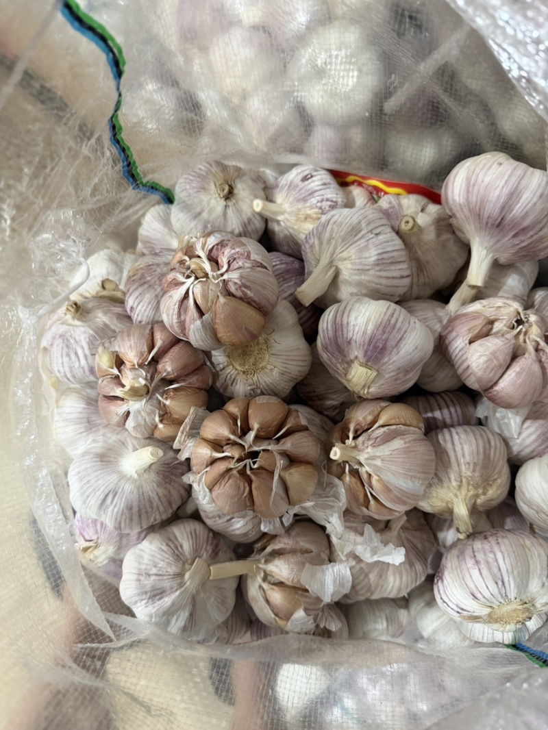 山东紫皮大蒜