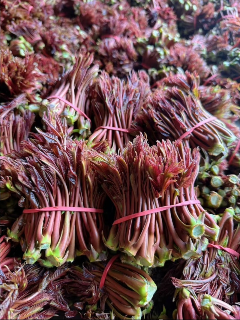 红油香椿