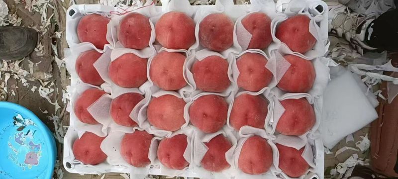 河北红梅桃水蜜桃口感甜品质保证对接全国欢迎咨询