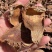 藏百合西藏大叶百合野百合泡水煮水中药材百合干货批发大量