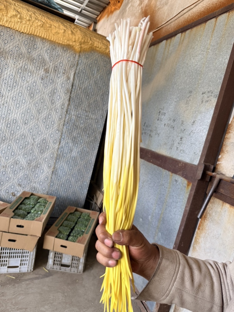 精品蒜黄，产地直销