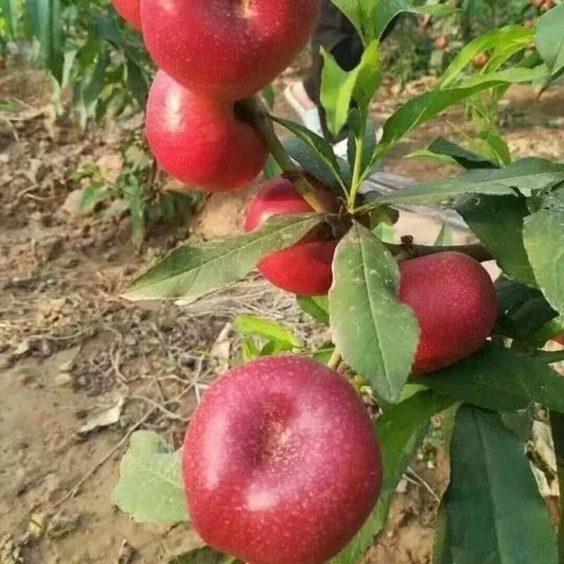 河北唐山红油蟠桃品质好口感好大量供应对接全国