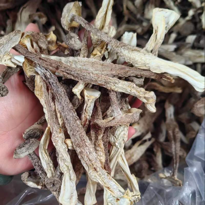 新货鹿茸菇煲汤，炒菜干货