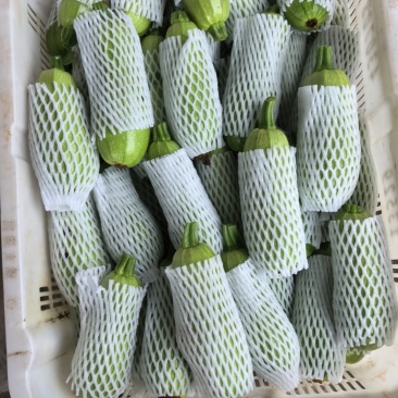 西葫芦
