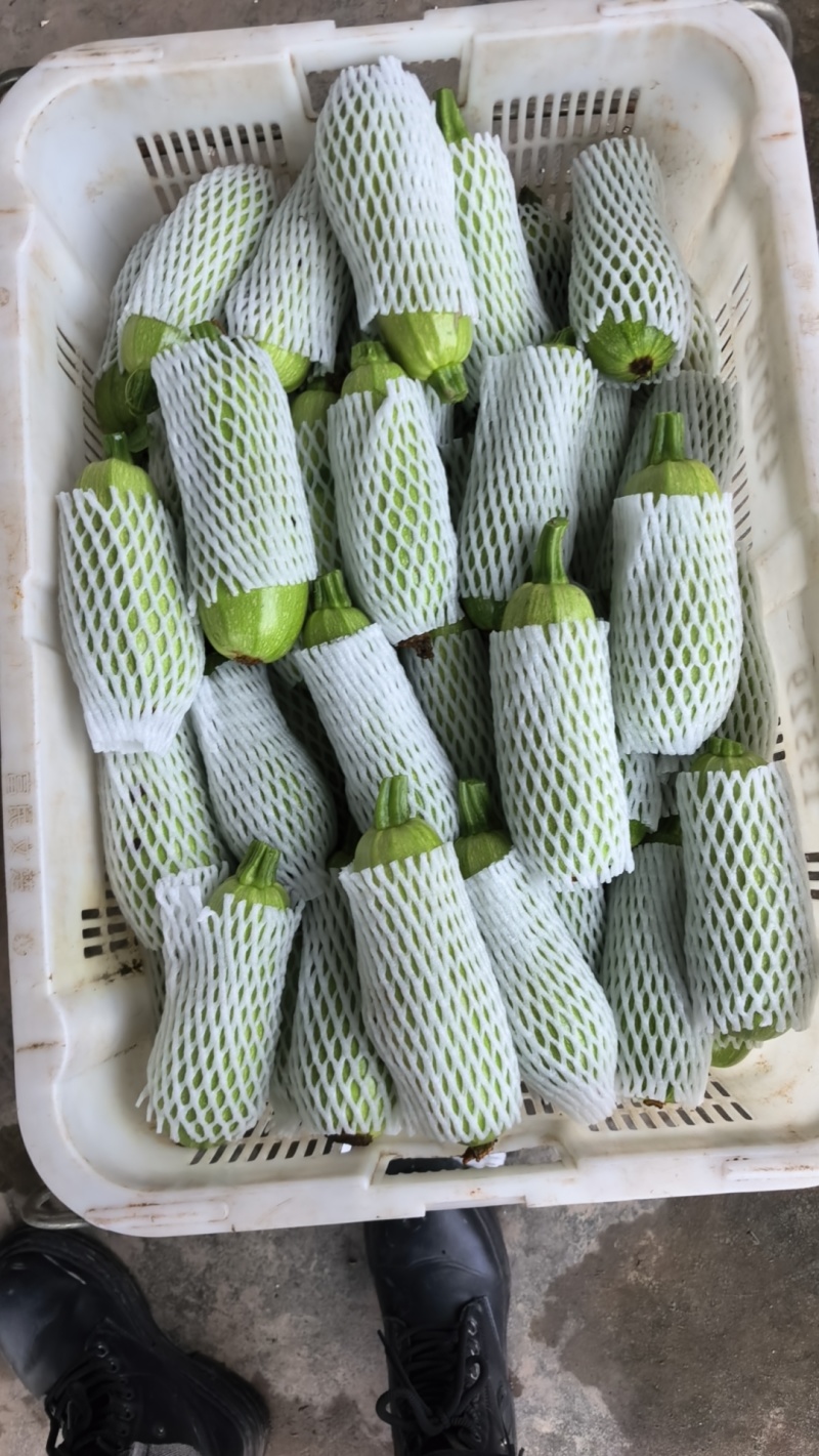 西葫芦
