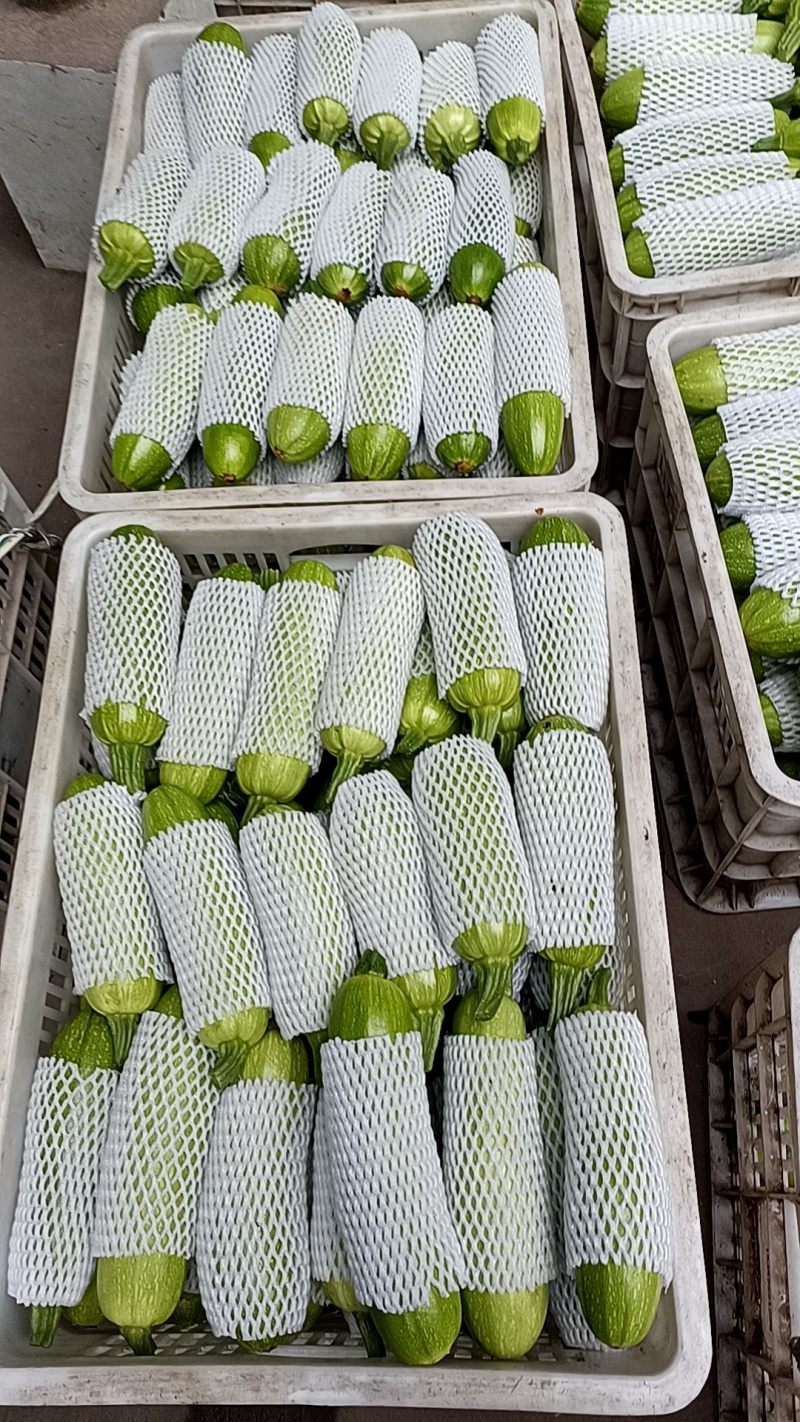 西葫芦