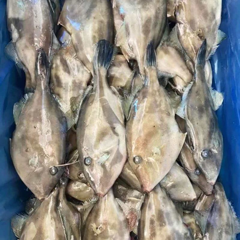 马年鱼