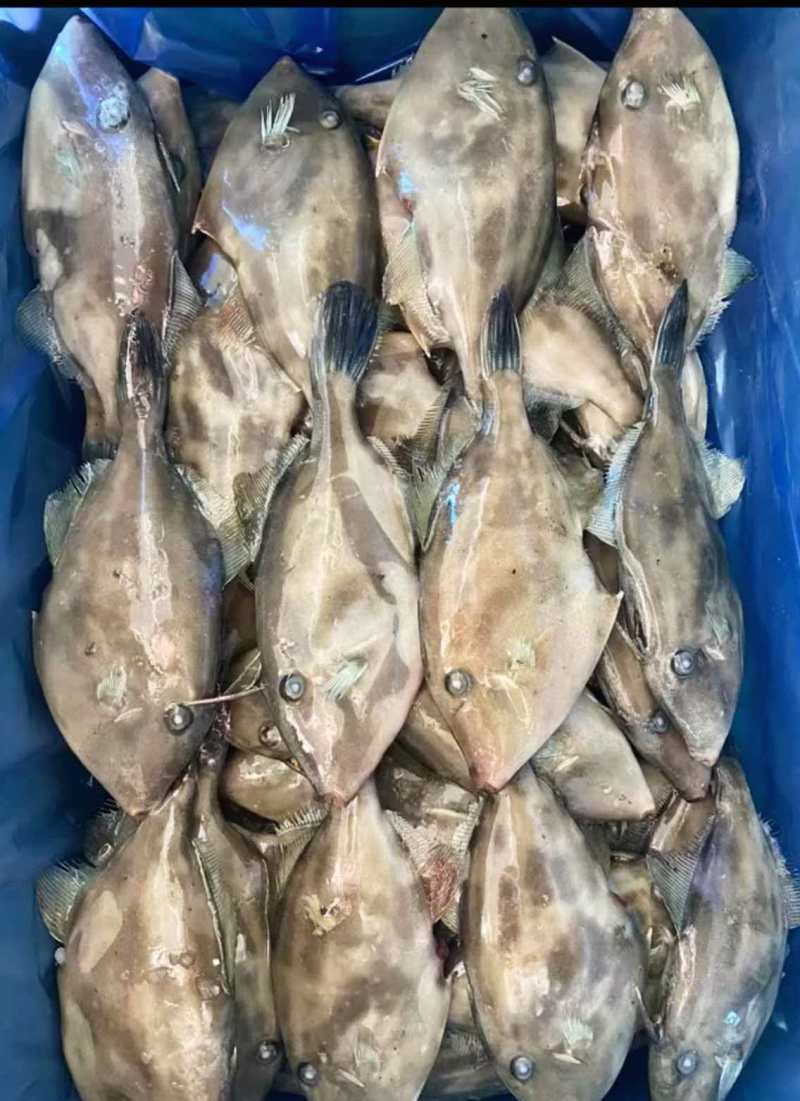 马年鱼