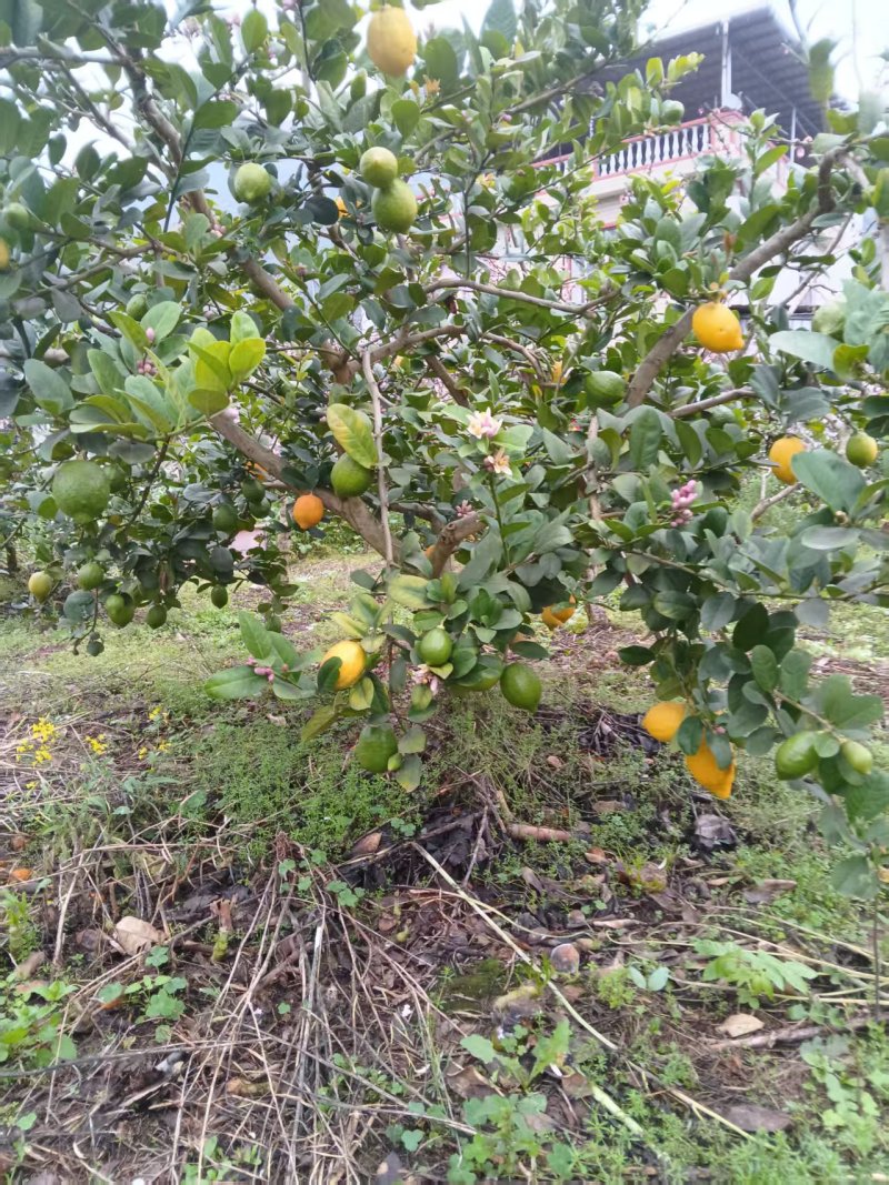 现货黄果+青果8千斤广东香水柠檬产地广西灵川潮田乡毛村