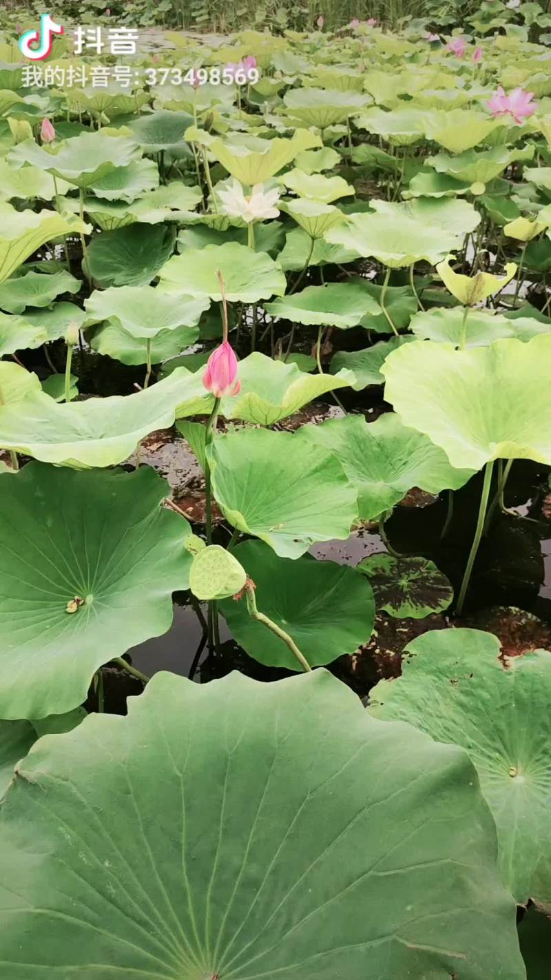 荷花