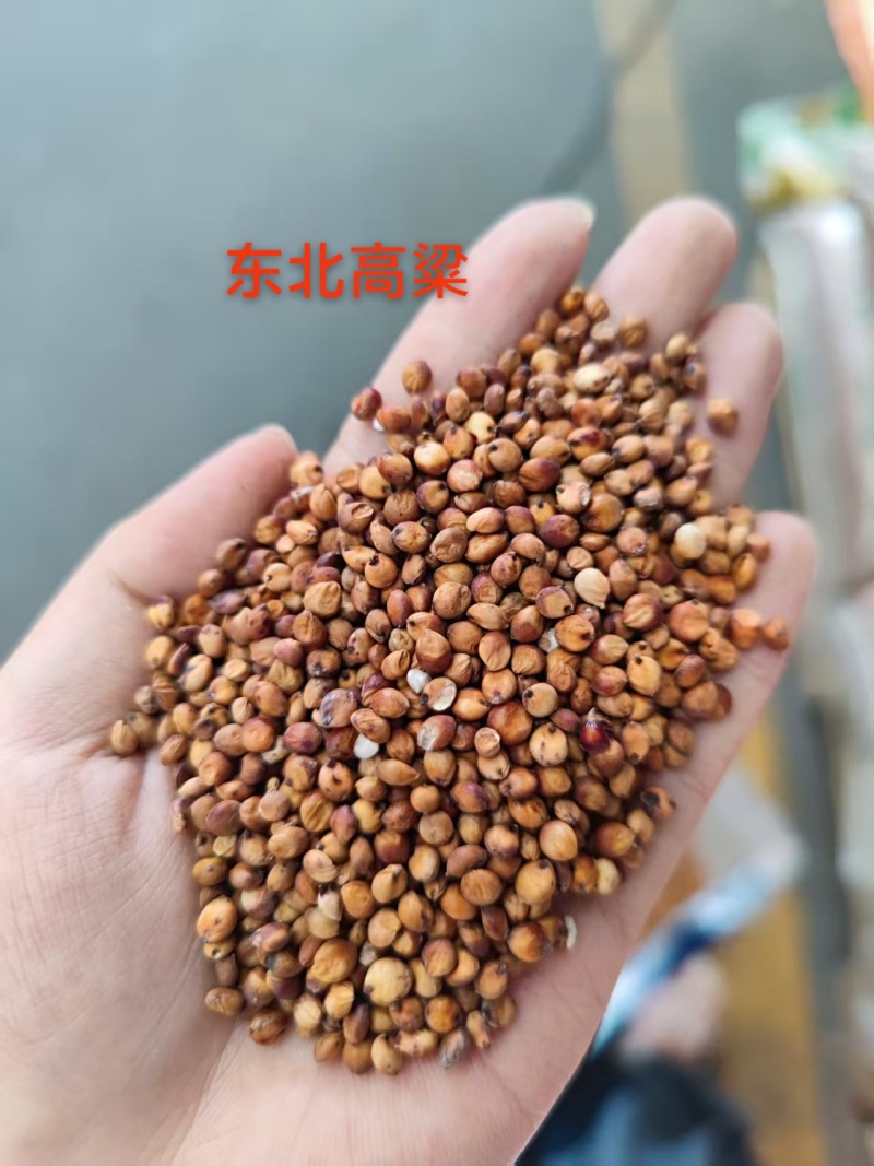 大颗粒东北高粱容重高水分低质量保障视频看货等您来电