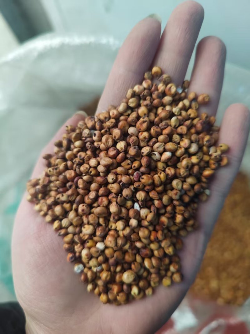 大颗粒东北高粱容重高水分低质量保障视频看货等您来电