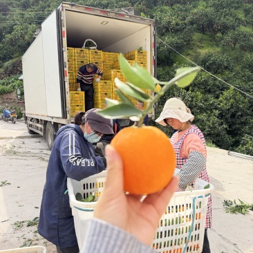 正宗秭归伦晚脐橙