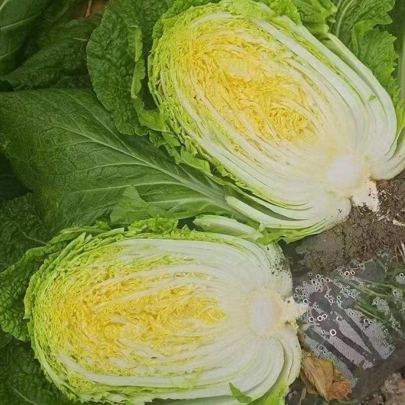 黄心大白菜矮颗一手货源品质保证，市场商超泡菜厂合作共赢