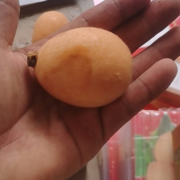 攀枝花米易的五星枇杷特大果