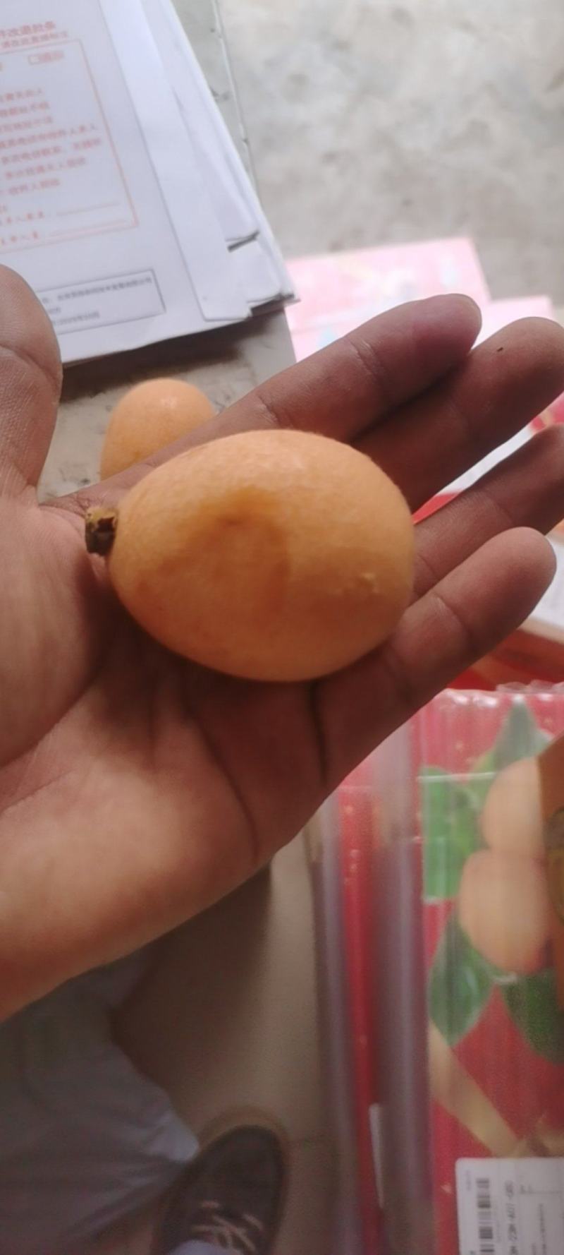 攀枝花米易的五星枇杷特大果