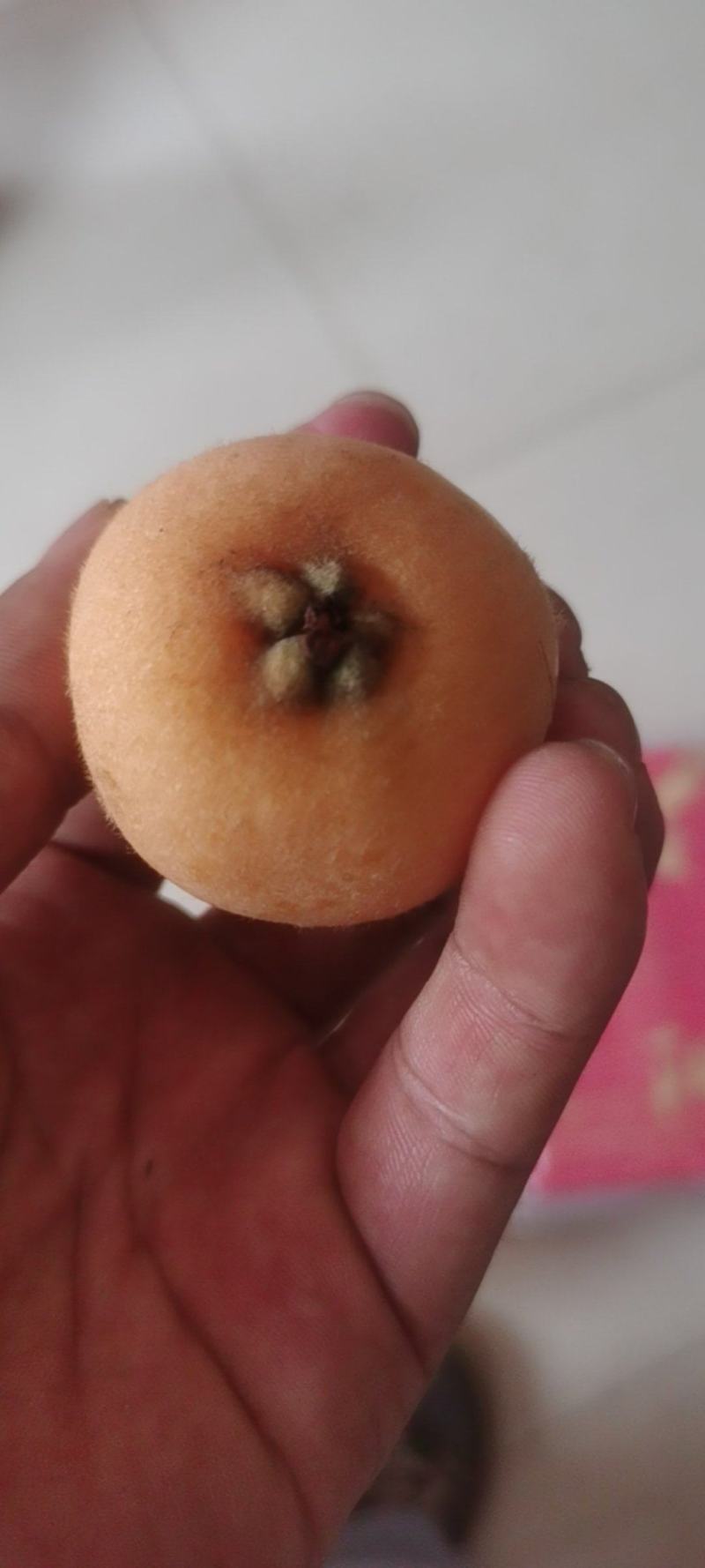 攀枝花米易的五星枇杷特大果