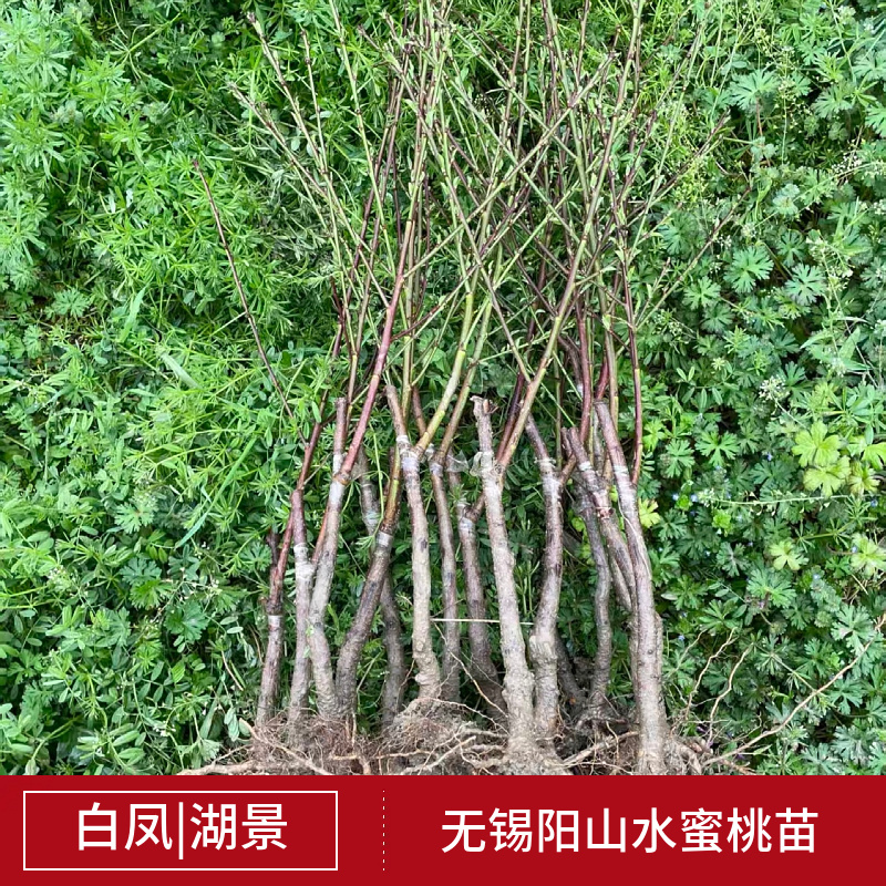 【2棵起售】湖景慈风无锡阳山水蜜桃苗种苗树苗嫁接苗白凤