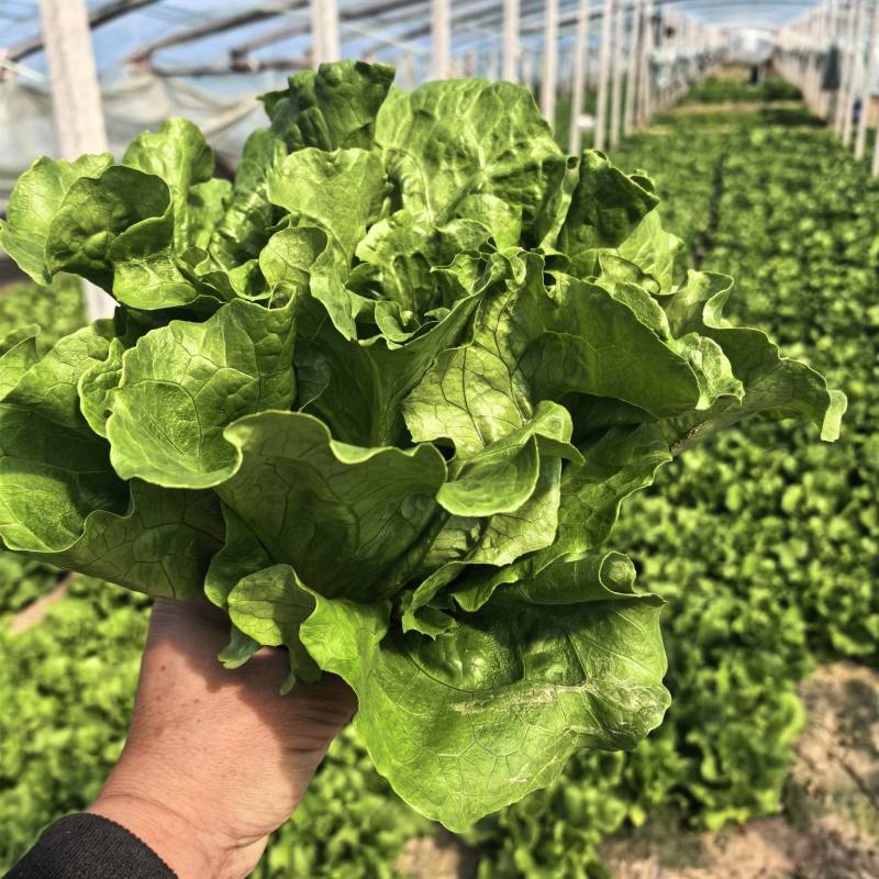 河南内黄精品意大利生菜，质量保证，货源充足，欢迎下单