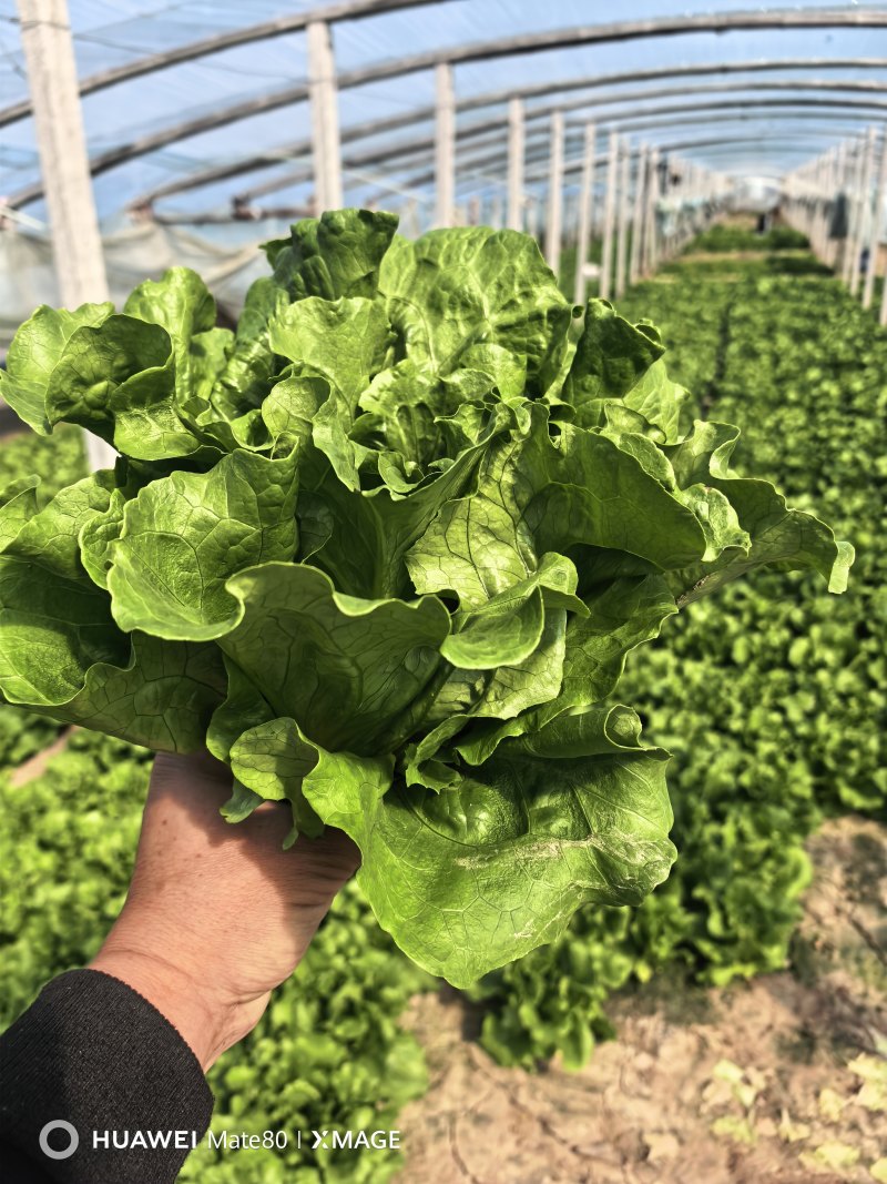 河南内黄精品意大利生菜，质量保证，货源充足，欢迎下单