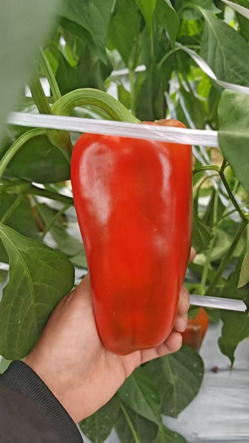 芜湖，红泡，青红螺线，小米青红，鸡青红，大量有货。