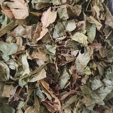 鸡娃草中药材蓝雪草刺矾松，新货鸡娃草干净无杂质