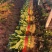 【欢迎来电】河北大叶菠菜，大量上市可供全国客商采购产地直