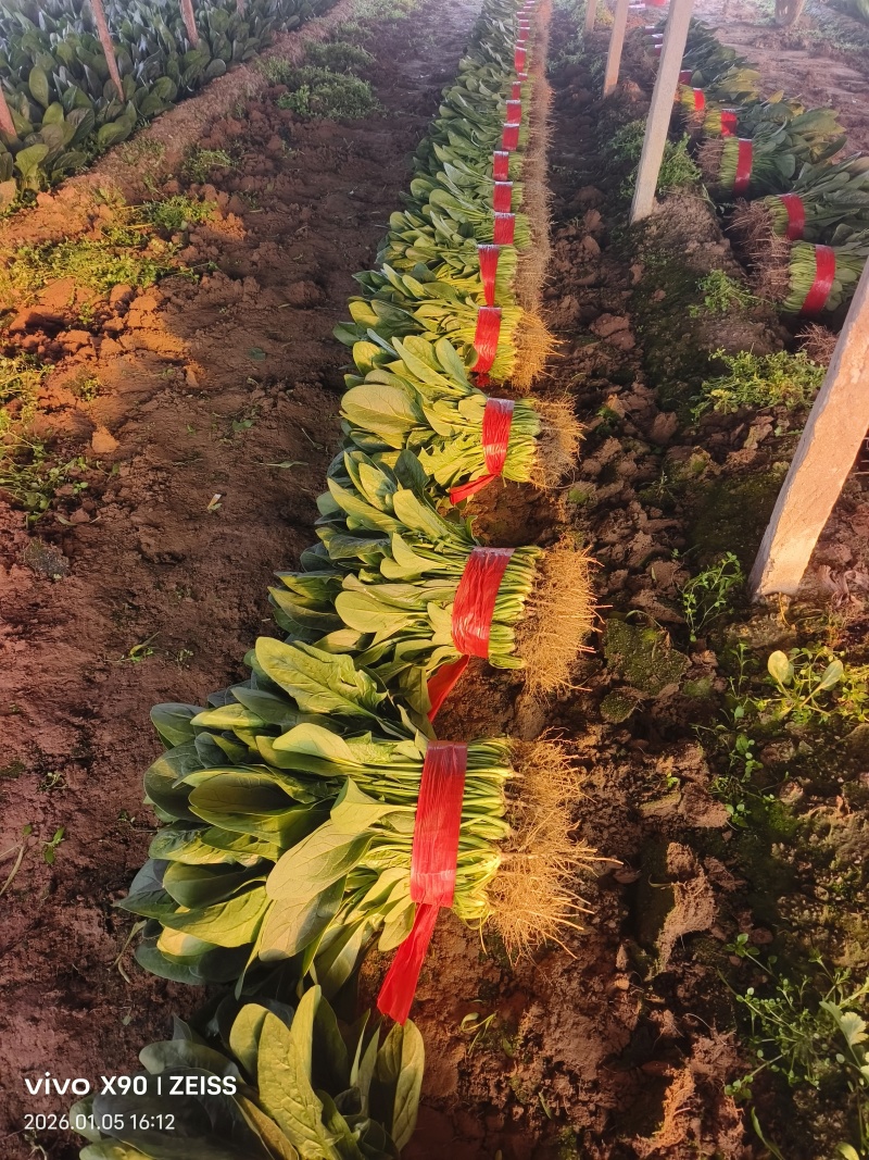 【欢迎来电】河北大叶菠菜，大量上市可供全国客商采购产地直