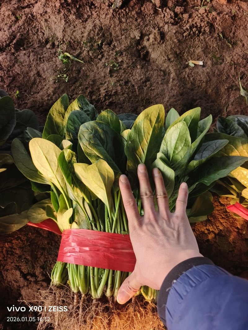 【欢迎来电】河北大叶菠菜，大量上市可供全国客商采购产地直