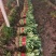 【欢迎来电】河北大叶菠菜，大量上市可供全国客商采购产地直