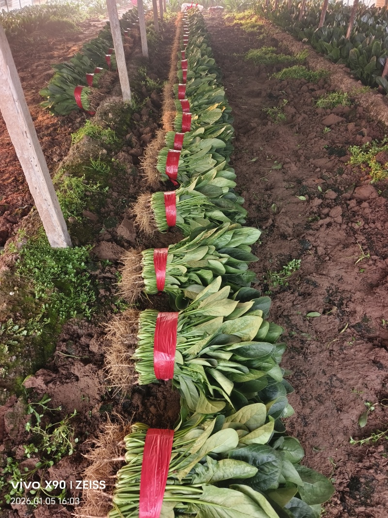 【欢迎来电】河北大叶菠菜，大量上市可供全国客商采购产地直