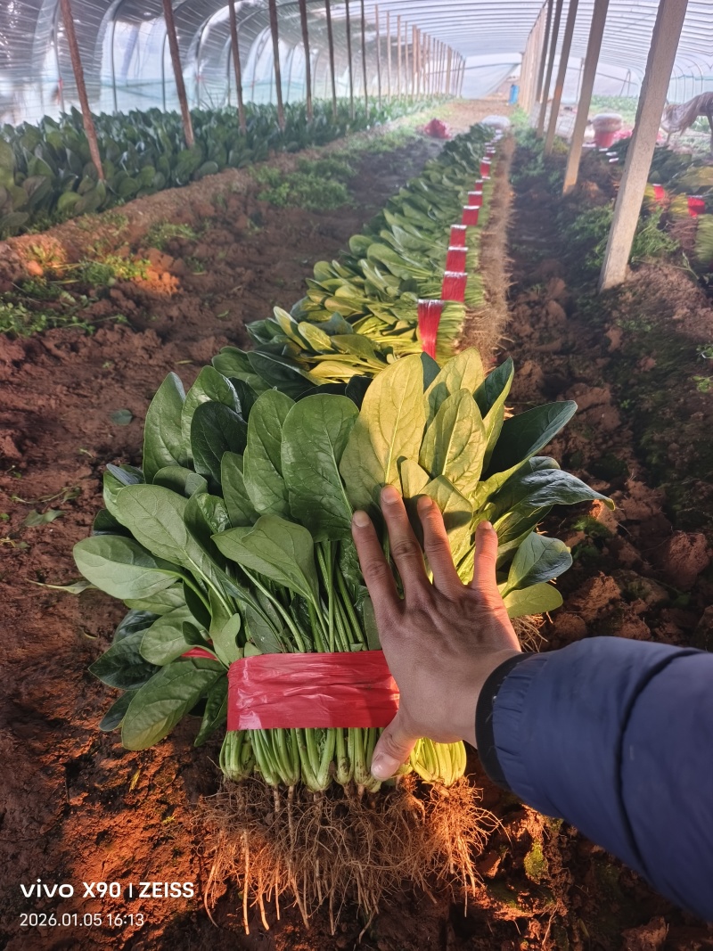 【欢迎来电】河北大叶菠菜，大量上市可供全国客商采购产地直