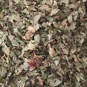 鸡娃草中药材蓝雪草刺矾松，新货鸡娃草干净无杂质