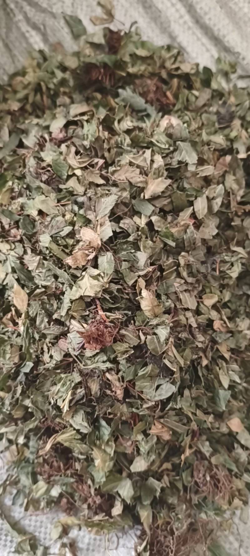 鸡娃草中药材蓝雪草刺矾松，新货鸡娃草干净无杂质