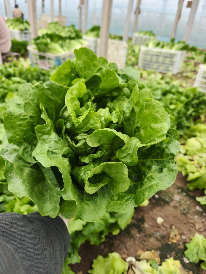意大利生菜