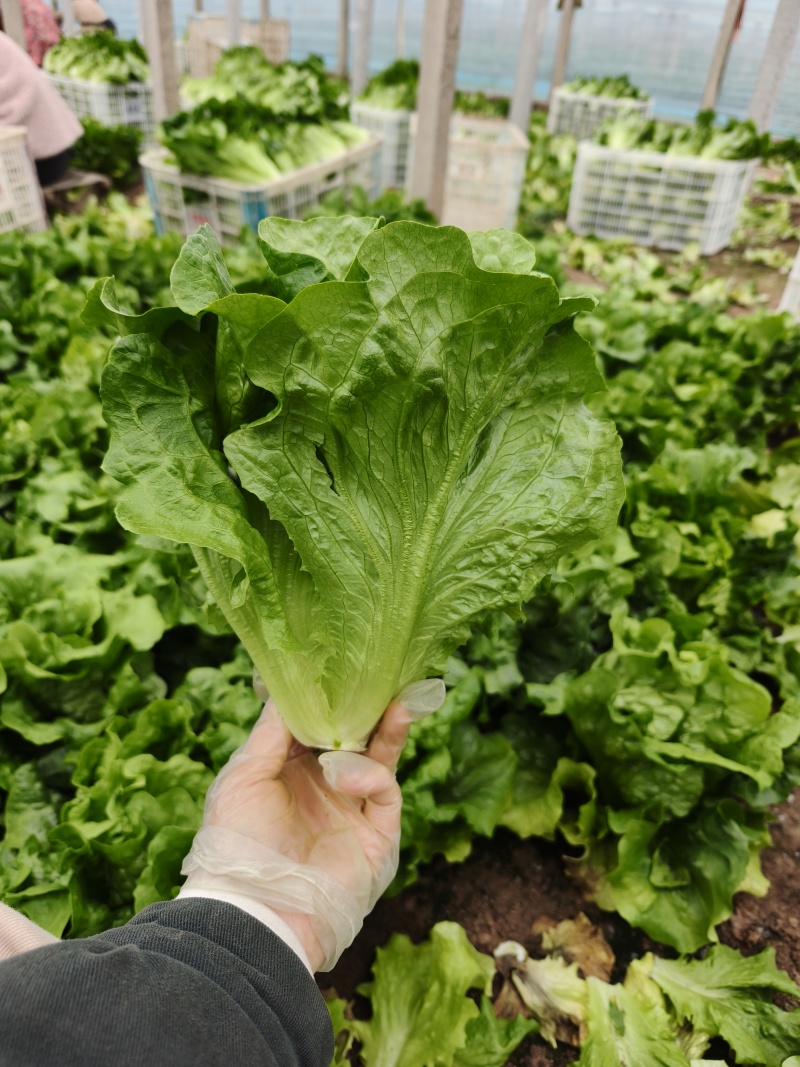 意大利生菜