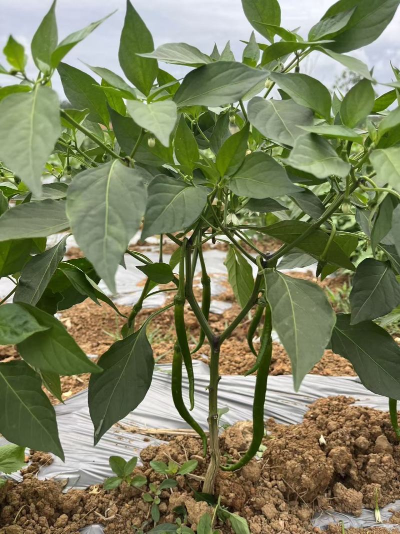 8号线椒