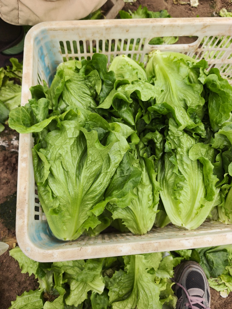 意大利生菜