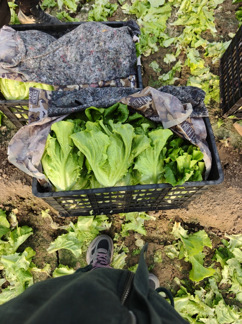 意大利生菜
